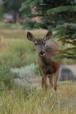 wason deer wason deer