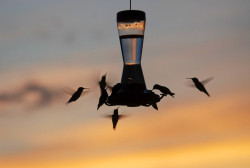 wason hummingbirds wason hummingbirds